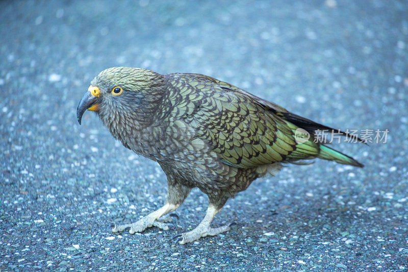 Kea bird，新西兰